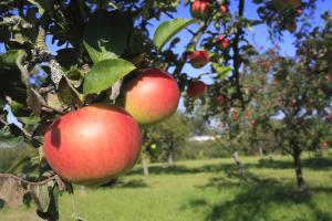 Streuobstwiesen sind die Grundlage für guten Bio-Apfelsaft