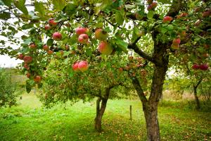 In Deutschland kommt auf fast jeden Bürger ein Apfelbaum