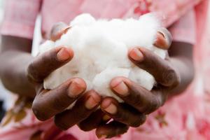 Der weltweite Bedarf an hochwertiger Baumwolle steigt