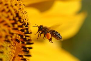 Einblicke in das Leben der Biene sind sehr spannend