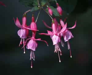 Die Fuchsienblüten erinnern an tanzende Ballerinen in Glocken- und Reifröcken