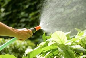 Durch falsches Bewässern werden Unmengen an Wasser verschwendet