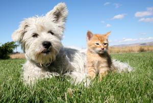 Hund und Katze sollten jetzt gezielt vor Parasiten geschützt werden