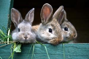 Sommerhitze führt bei Kaninchen leicht zum tödlichen Hitzschlag