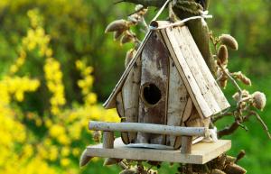 Vögeln mit einem Nistkasten beim Brüten und Überwintern unterstützen