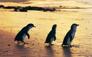 Pinguine auf Phillip Island