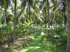 Plantage, die für nachhaltigen Kakaoanbau steht