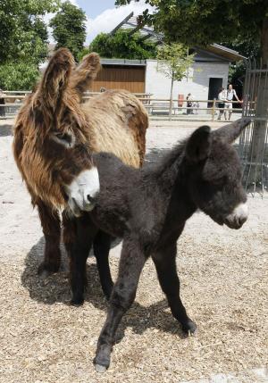 Poitouesel in der Wilhelma