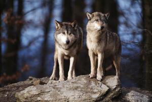 Nach 150 Jahren ist der Wolf nach Niedersachsen zurückgekehrt