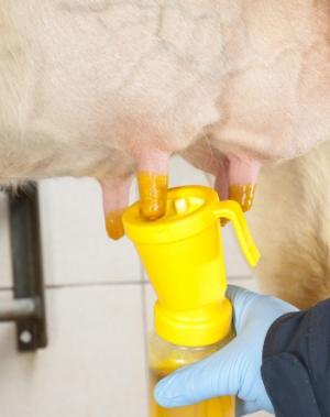 Zitzentauchmittel zur Mastitisprophylaxe bei Rindern nach dem Melken