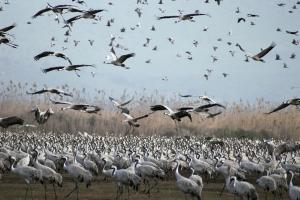 Viele Zugvögel überleben den Rückflug nicht, weil sie auf Zypern gefangen werden