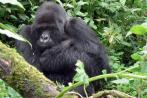 Ugandas gefährdete Paradiese in der Erstausstrahlung bei Phoenix
