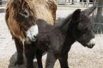 Poitouesel in der Stuttgarter Wilhelma haben Nachwuchs erhalten