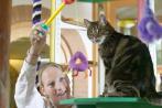 Nassfutter hilft der Katze schlank zu bleiben