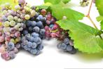 Immer noch viele Pestizide auf Weintrauben