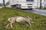 Erhöhte Unfallgefahr wegen Rehbrunft