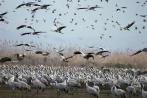 Vogeljagd auf Zypern kostet Millionen Zugvögel das Leben